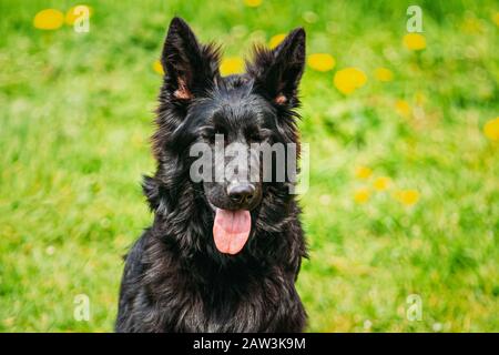 Schöne junge schwarze Schäferhund Hund sitzen im grünen Rasen. Elsässischen Wolf Hund oder Deutscher Schäferhund auf grünen Rasen Hintergrund. Deutscher Hund. Stockfoto