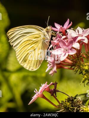 Nahaufnahme eines Wolkenlosen Schwefels (Phoebis sennae) Schmetterling auf dem Cluster der rosafarbenen Blumen Stockfoto