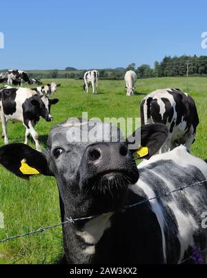 Eine neugierige junge Kuh starrt aus diesem Nahfoto von einem grasigen Feld in Ae, Dumfries und Galloway, Schottland Stockfoto