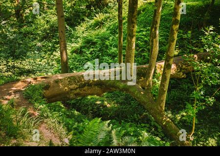 Batumi, Adscharien, Georgien. Gefallener Tulpenbaum Im Botanischen Garten Am Sonnigen Sommertag. Stockfoto