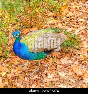 Pfau auf braunen Blättern im Herbst Stockfoto