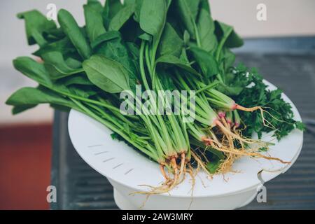 Haufen roher, frischer Spinatblätter mit Wurzeln und Koriander, auch Cilantro, chinesische Petersilie, in einer Kunststoff-Kachelschale auf Waschwaschbecken, im Freien Stockfoto