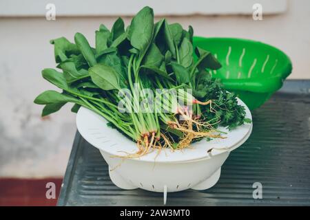 Haufen roher, frischer Spinatblätter mit Wurzeln und Koriander, auch Cilantro, chinesische Petersilie, in einer Kunststoff-Kachelschale auf Waschwaschbecken, im Freien Stockfoto