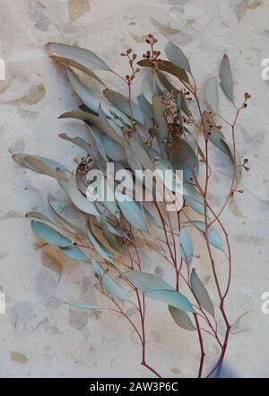 Blassgrüne Blätter mit Seedpods auf Kunstpapier mit eingebetteten Pflanzenteilen Stockfoto