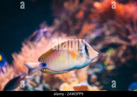 Kole Tang oder Gefleckt Doktorfische oder Goldring Doktorfische oder Yellow-eyed Tang Fische Ctenochaetus Strigosus schwimmen im Wasser. Stockfoto