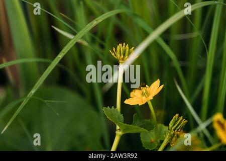 Caltha palustris, bekannt als Sumpf - Ringelblume und Kingcup, ist eine ausdauernde krautige Pflanze der Hahnenfußgewächse, beheimatet in Sümpfen, Mooren, Gräben und W Stockfoto