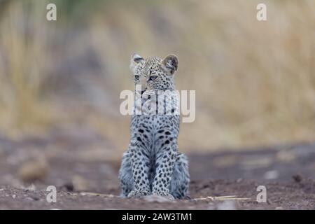 Leopardenwürfel, Babyleopardenporträt in der Wildnis Stockfoto