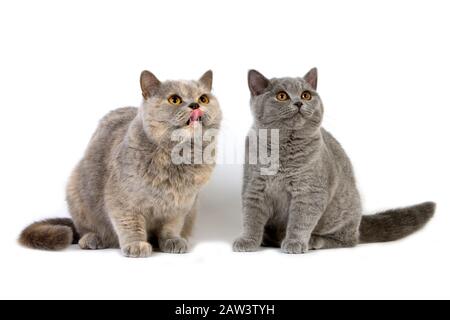 Blau Creme Britisch Kurzhaar Hündin mit Kitten blau Britisch Kurzhaarkatze vor weißem Hintergrund Stockfoto