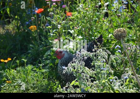 In Silber geschnürte Wyandotte im Garten der wilden Blumen Stockfoto