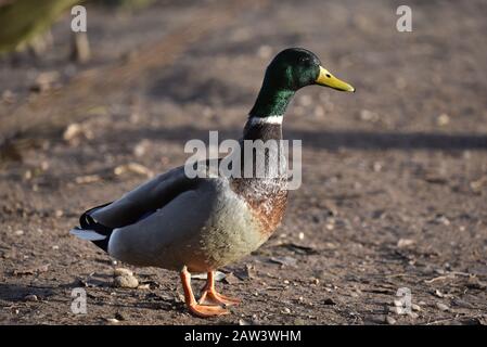 Mallard Duck Anas platyrhynchos im Winter auf dem Land in Staffordshire Stockfoto