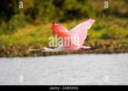 Rosige Löffler, Platalea Ajaja, Erwachsenen im Flug über Sumpf, Los Lianos in Venezuela Stockfoto