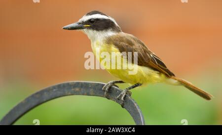 Ein wunderschöner Vogelgelber Thorax Tyrannus Pitangus wird auch als Benteveo bezeichnet Stockfoto