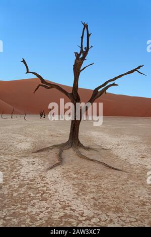 Vor den Sanddünen bei Sonnenaufgang tote Bäume verhorcht, bevor die Sonne in Deadvlei, Sossusvlei, im Namb-Naukluft-Nationalpark, in Namibia auf die Pfanne trifft Stockfoto