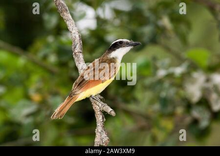 Great Kiskadee, Pitangus sulfuratus, Erwachsener, der auf Zweigstellen steht, Los Lianos in Venezuela Stockfoto