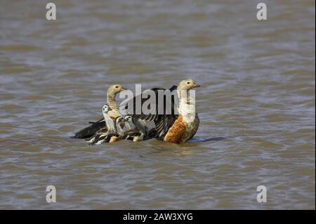 Orinoco Goose, neochen jubata, Paaren sich mit Küken, die in Wasser stehen, Los Lianos in Venezuela Stockfoto