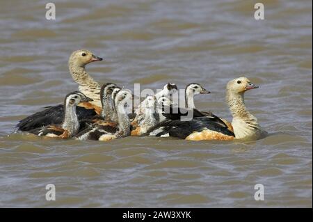 Orinoco Goose, neochen jubata, Paaren sich mit Küken, die in Wasser stehen, Los Lianos in Venezuela Stockfoto