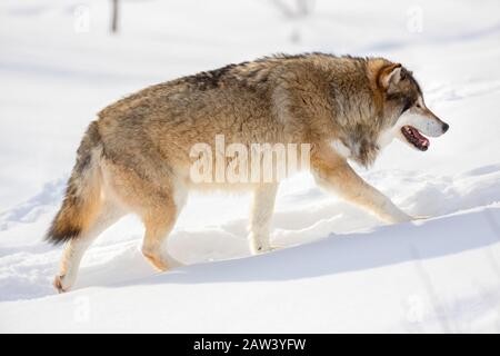 Seitenansicht des Wolfs, der an sonnigen Tagen auf Schnee läuft Stockfoto