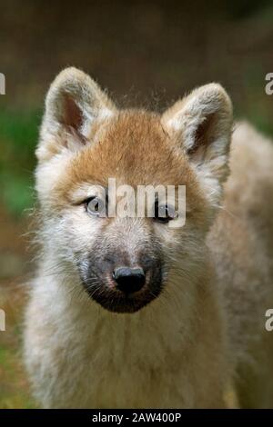 Arctic Wolf, Canis Lupus Tundrarum, Porträt von Pup Stockfoto