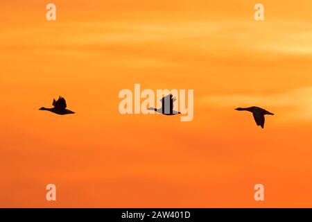 Herde wandernder Graugänse (Anser Anser) Silhouetten, die bei Sonnenuntergang/Sonnenaufgang gegen den orangefarbenen Himmel fliegen Stockfoto