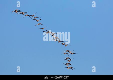 Herde wandernder Graugänse (Anser Anser), die im Herbst/Herbst gegen den blauen Himmel fliegen Stockfoto