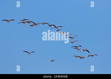 Herde wandernder Graugänse (Anser Anser), die im Herbst/Herbst gegen den blauen Himmel fliegen Stockfoto