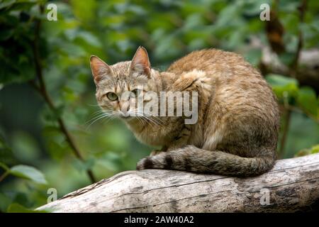 Afrikanische Wildkatze, Felis silvestris lybica, Erwachsene, die auf Ast stehen Stockfoto