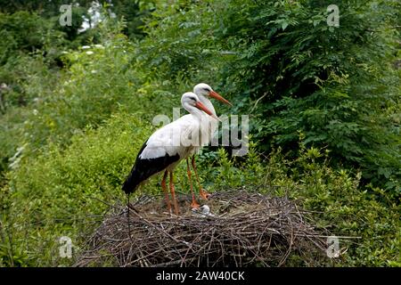 Weißstorch, Ciconia Ciconia, paar mit Küken im Nest Stockfoto