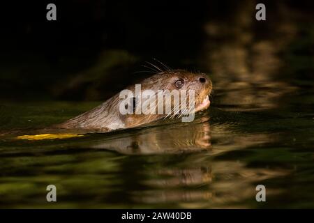 Riesige Otter, Pteronura brasiliensis, Erwachsene im Fluss Madre de Dios, Manu Parc in Peru Stockfoto