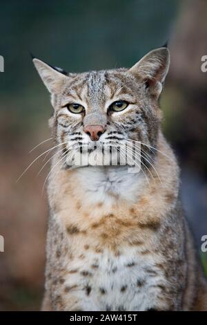 Europäische Luchs oder Eurasischer Luchs, Felis Lynx, Porträt von Erwachsenen Stockfoto