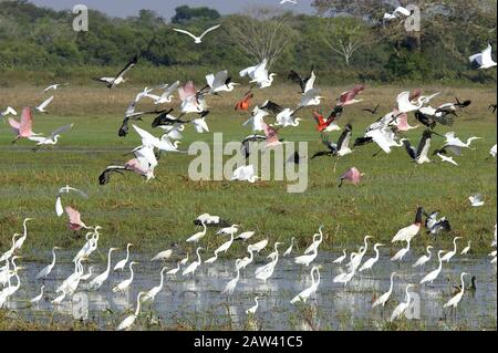 Great-White Egret, Casmerodius albus, Gruppe in Swamp, Los Lianos in Venezuela Stockfoto