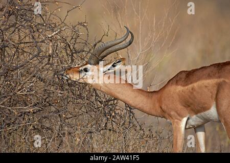 Gerenuk oder Waller's Gazelle, litocranius waleri, Male Eating Leaves, Samburu Parc in Kenia Stockfoto