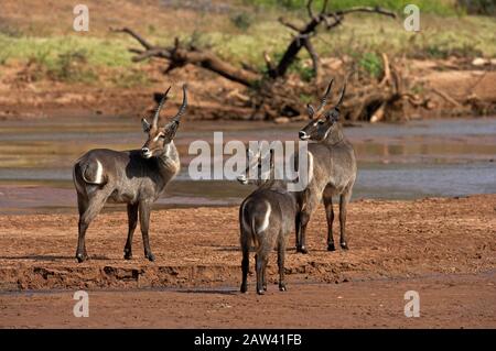 Gewöhnlicher Waterbuck, kobus Ellipsiprymnus, Männchen in der Nähe von River, Kenia Stockfoto