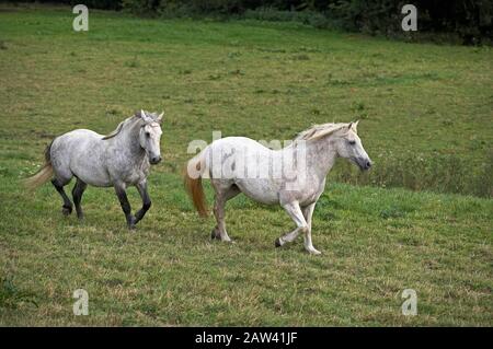 Connemara Pony Trab durch Wiese Stockfoto