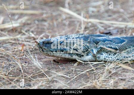 Afrikanische Felsenpython (Python sebae), Diese Schlange war mindestens 3 Meter lang, in der Nähe von Tendaba, Gambia. Stockfoto