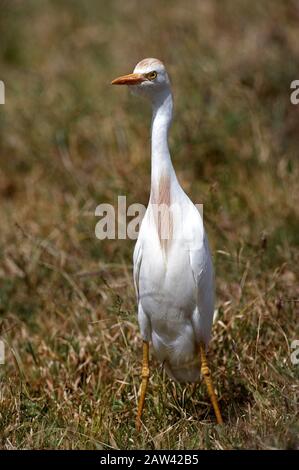 Cattle Egret, Bubulcus Ibis, Erwachsene auf Gras stehend, Nakuru Park in Kenia Stockfoto