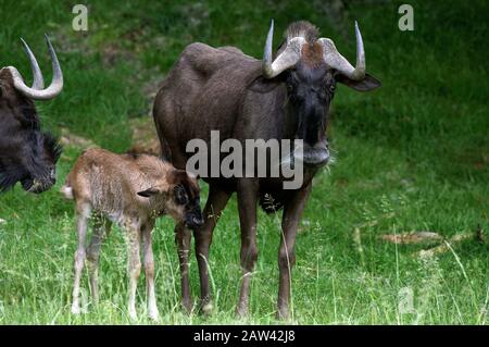 Schwarz wildebeest, connochaetes gnou, weiblich mit Jung Stockfoto