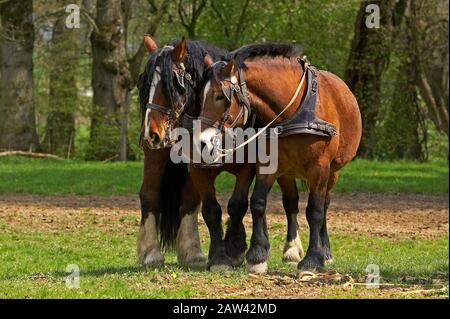 COB Normand Horse, ein Zugpferd Rasse aus der Normandie Stockfoto