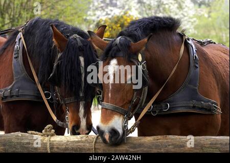 COB Normand Horse, ein Zugpferd Rasse aus der Normandie Stockfoto