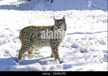 Europäischer Lynx oder eurasischer Lynx, Felis Luchs, Erwachsene stehen im Schnee Stockfoto