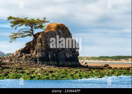 Gesteine zwischen den Gezeiten in der Siletz Bay in Lincoln City an der Küste von Oregon Stockfoto