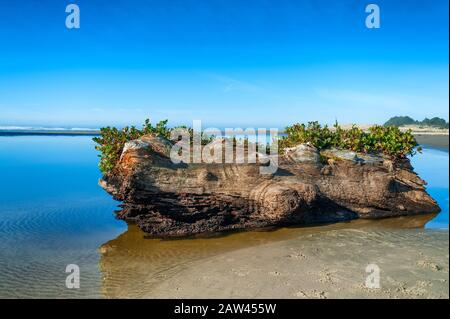 Ein großes Stück Treibholz liegt in den ruhigen Gewässern der Siletz Bay Wildlfie Refuge Waters an der Oregon Coast Stockfoto