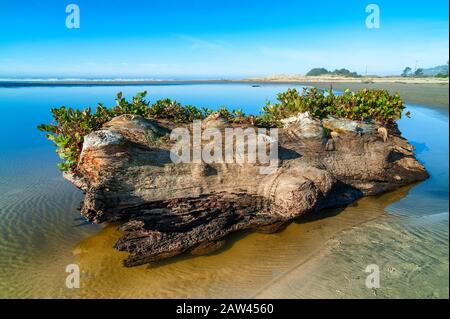 Ein großes Stück Treibholz liegt in den ruhigen Gewässern der Siletz Bay Wildlfie Refuge Waters an der Oregon Coast Stockfoto