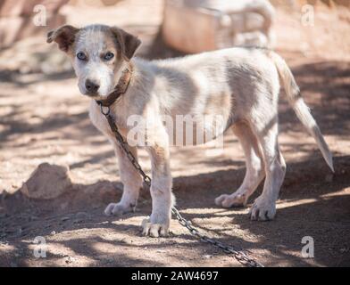 Hund mit blauen Augen an einer Kette Stockfoto
