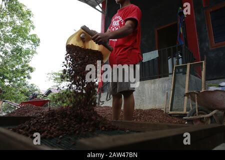 Die Landwirte haben am 10. November 2019 Kakaobohnen in Kalibata Village, Suoh Subdistrikt, West Lampung, Provinz Lampung getrocknet. Kakaobauern in Lampung führen derzeit landwirtschaftliche Muster durch, die den Bodenschutz unterstützen, als eine Form der Unterstützung für das "West Lampung Regency"-Programm, den Conservation District. Getrocknete Kakaobohnen sind Indonesiens führendes Exportgut in das Ausland. Stockfoto