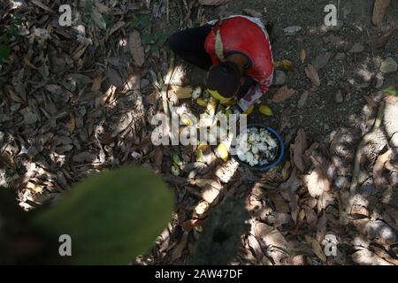 Am 10. November 2019 sahen die Bauern, wie sie Kakao in Kalibata Village, Suoh Subdistrikt, West Lampung, Provinz Lampung ernten. Die Kakaobauern in Lampung setzen derzeit Agrarmuster um, die die Bodendenkmalpflege unterstützen, als eine Form der Unterstützung für das Regency-Programm "West Lampung", den Conservation District. Getrocknete Kakaobohnen sind Indonesiens führendes Exportgut in das Ausland. Stockfoto