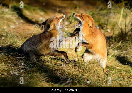 Zwei kämpfende Rotfüchse mit offenem Mund und einer steht auf seinen Hinterbeinen Stockfoto