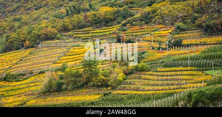 Herbstlandschaft in Südtirol, Norditalien. Europa. Vinschgauer Tal/Val Venosta, Trentino Alto Adige, Norditalien, Europa. Terrassenförmige Weinberge Stockfoto