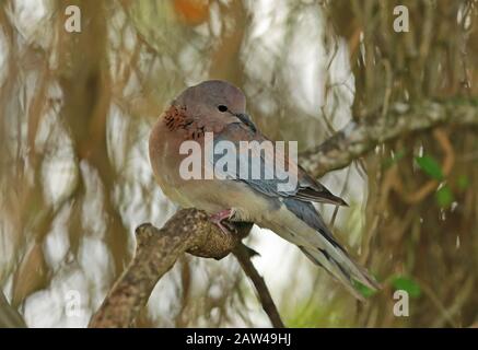 Laughing Dove (Spilopelia senegalensis senegalensis), Erwachsener, thront auf dem Zweig, der Johannesburg, Südafrika November prescht Stockfoto
