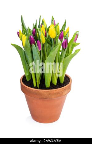 Hausgemachte gelbe und violette Tulpen im Blumentopf isoliert auf Weiß Stockfoto