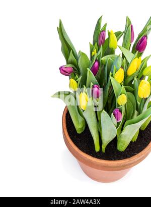 Hausgemachte gelbe und violette Tulpen im Blumentopf isoliert auf Weiß Stockfoto